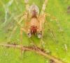 Clubiona sp.